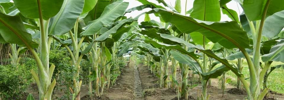 Cara Sukses Budidaya Pisang Kepok Pusat Info Agri Bisnis