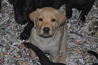 Yellow lab from Jay x Abigail litter