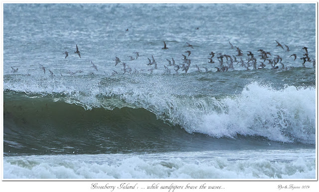 Gooseberry Island: ... while sandpipers brave the waves...