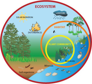 Structure of Ecosystem: परिसंस्था रचना  