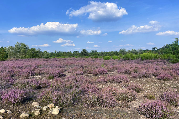 Blog di natura più bello