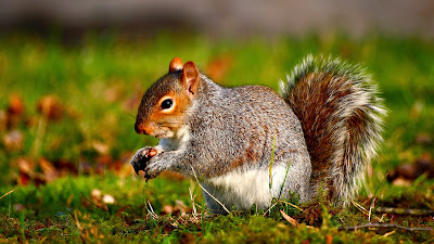 A squirrel computer backgrounds free