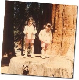 sequoia