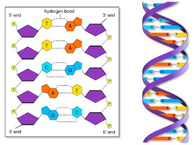 Ácidos nucleicos: DNA