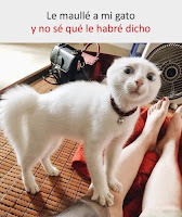 humor maullar a un gato