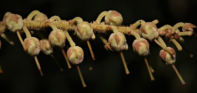 Clethra chapaensis