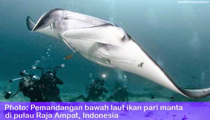 Pariwisata, Ikan, Pari, Indonesia, Terbesar, Kedua, Di, Dunia