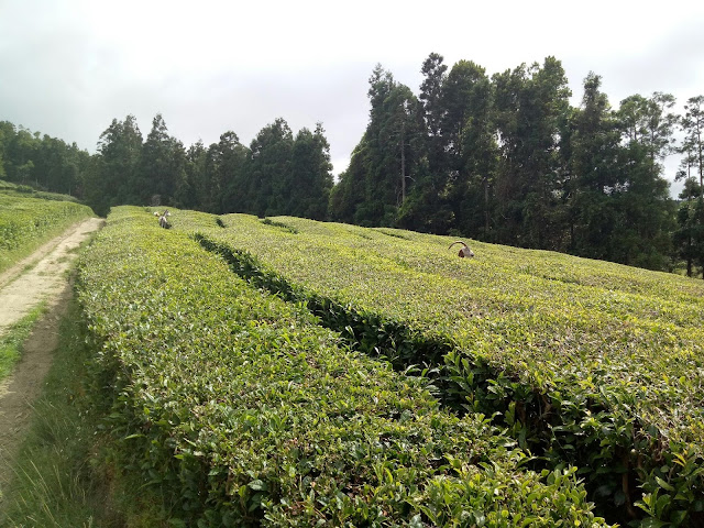 Goats Hiding in the tea plantation, Cha Gorreana, Sao Miguel - Azores