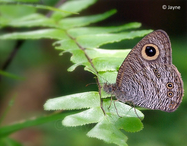7354 - white four ring butterfly | chandrasekaran arumugam | Flickr