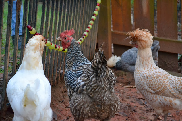 backyard chickens, chicken treats, http://growingdays.blogspot.com