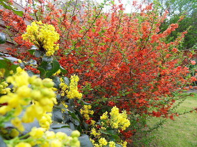 Oregon Grape or Mahonia aquifolium