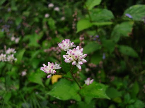 Osmanthus+fragrans+