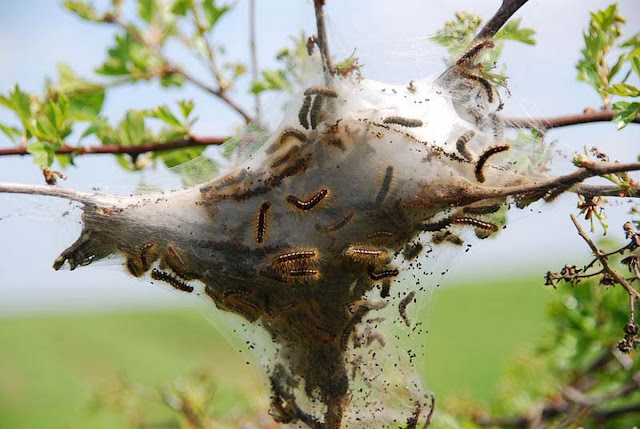 Паутинное гездо с гусеницами златогузки