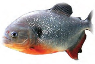 Ikan Bawal (Colossoma Macropomum)