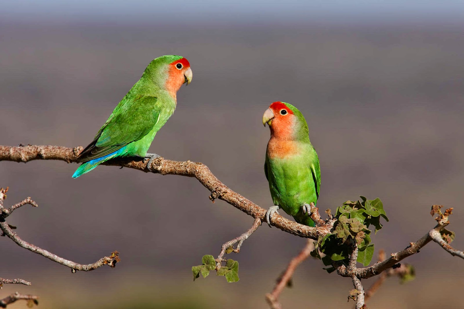 Mengenal Macam Jenis Lovebird Dan Gambarnya