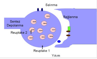 sinaptik iletim