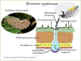 magija-biologii-palchikovyj-teatr--antichnaja-volnjanka-volosataja-gusenica-dubovyj-shelkoprjad-jadovityj-volosok