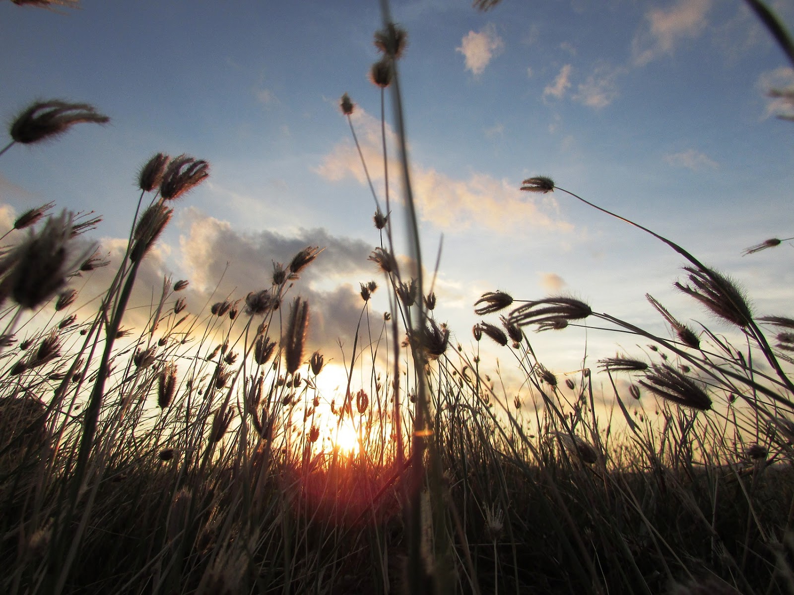 Indahnya Rumput Ilalang Di Kala Senja