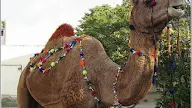 Eid Ul Adha Video Clips
