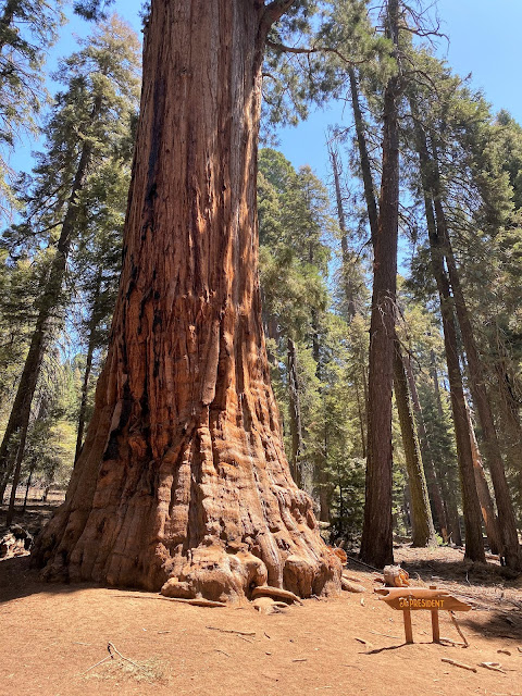 The President Tree