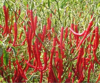 foto tanaman cabai merah besar dan Gambar gambar lucu 