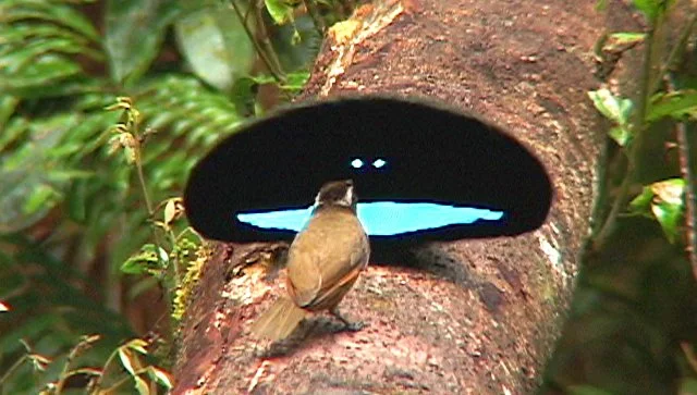 In Australia, birds were found with wings darker than the night