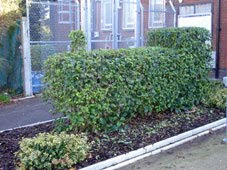 topiary loco at Roding Valley station