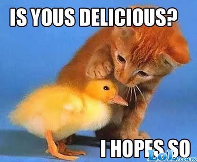 Funny Ducks New Photos/Images 2011 Funny Ducks New Photos/Images 2011