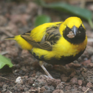 Napoleon Weaver Bird Pictures