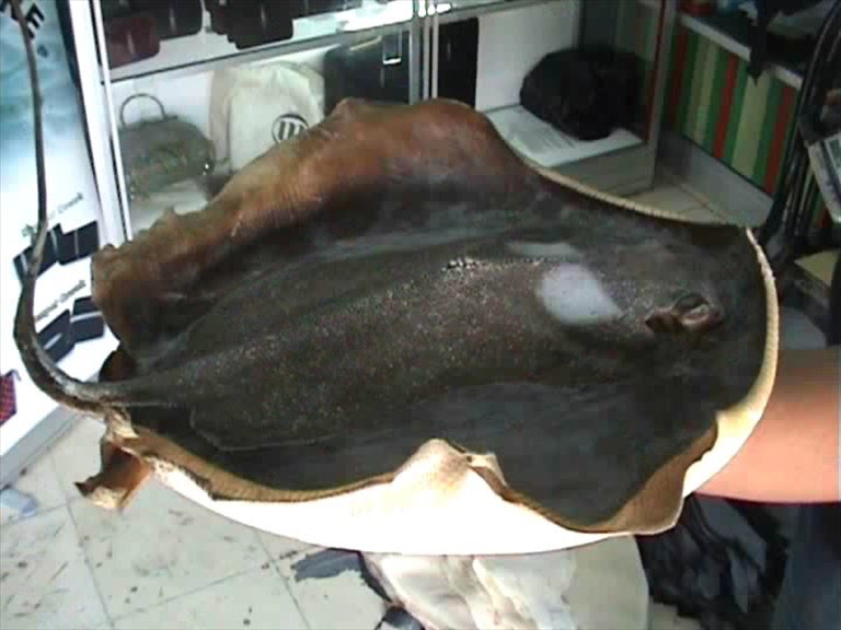 Kerajinan Kulit Ikan Pari di Boyolali Kerajinan Kulit Ikan Pari di Boyolali