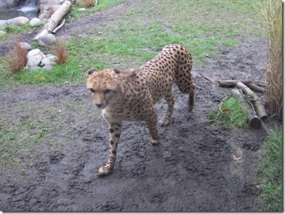 IMG_0375 Cheetah at the Oregon Zoo in Portland, Oregon on November 10, 2009