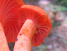 orange mushroom