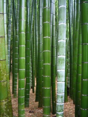 Видове бамбук - Phyllostachys edulis Moso