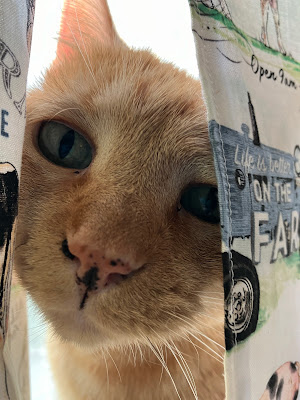 orange cat peeking out of curtains