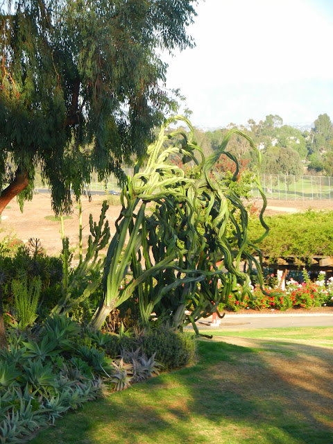 Balboa Park San Diego Cactus garden