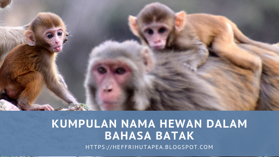 Unduh 7200 Gambar Hewan Lucu Bahasa Batak Terbaru Gratis