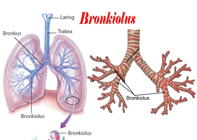 Fungsi bronkiolus dan penjelasan sistem pernafasan ...