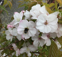 Photo by Sheila Webber of a bee on a cherry blossom in April 2024