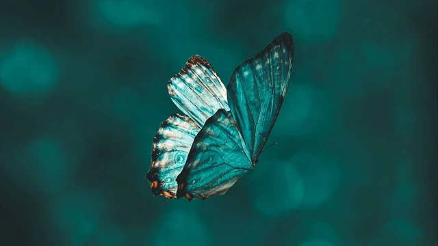 Butterfly, Wings, Flight, Pattern, Macro