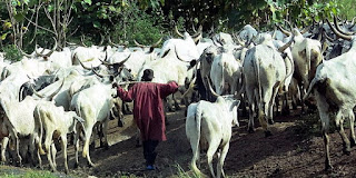 A Fulani cattle herder in West Africa: Pastoralists need refuge for their animals too. (Image Credit: Brendertogo, via Wikimedia Commons) Click to Enlarge.