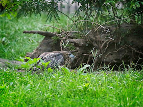 Fledgling hawk looking for rats in a stump