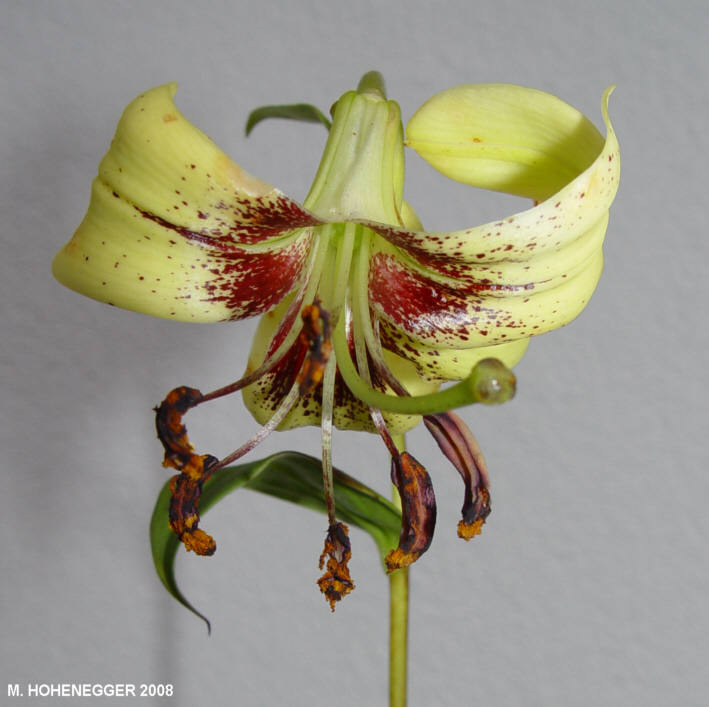 Лилия Пуалана / Лилия Пуалена (Lilium poilanei)