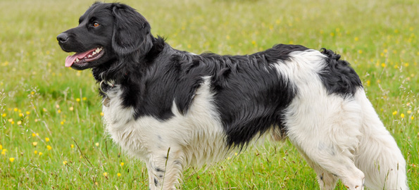 "Affectionate Stabyhoun dog with a black and white coat, sitting on a grassy field and looking at its owner with loving eyes and a happy expression."