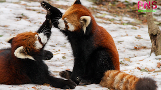 Red panda cute wallpaper images free download mobile status desktop wallpaper, red pandwnload,facebook,instagaram,free,funny red panda images,image of red panda,red panda pictures gi,giant red panda images,getty images red panda,red panda images hd,red panda habitat images,the picture of red panda,red panda images pictures,images of red panda bears,images of red panda habitat,red panda printable pictures,red panda pictures to print,photos of red panda,red panda reaction images,free red panda images,red panda sweet pictures,red panda pictures to color,red panda pictures to colour,rea hd images