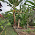 Penjagaan Tanah Raised Bed