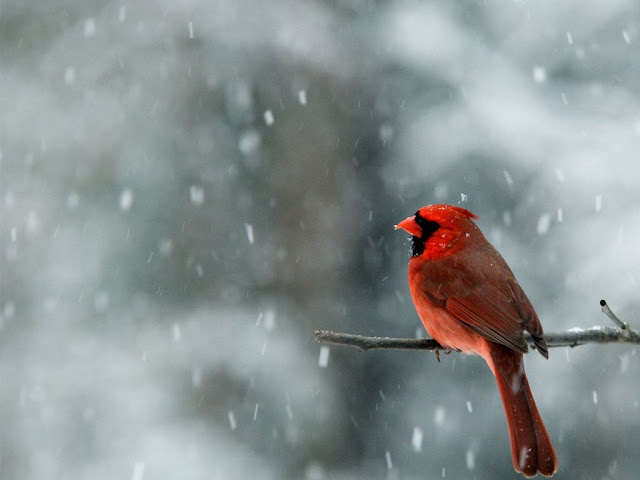 Red Birds Cardinals