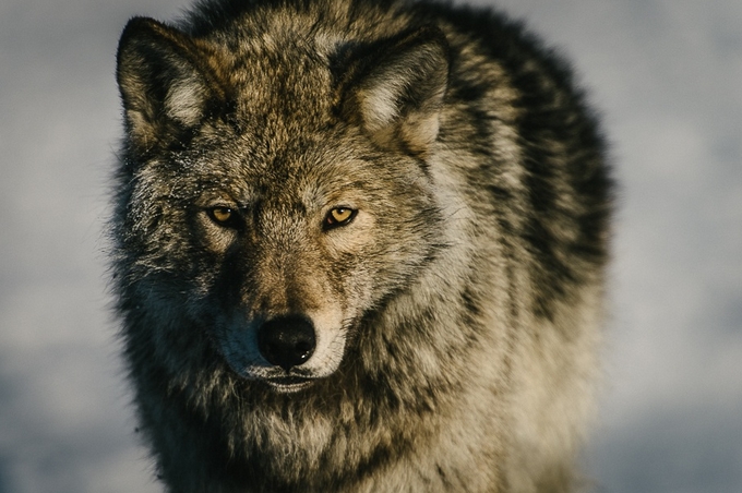 White Wolf : 29 Majestic Photos of Russian Wolves by Ivan Kislov Are