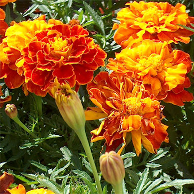 11 Tanaman Pengusir Nyamuk, bunga marigold, dammar-asihan.blogspot.com