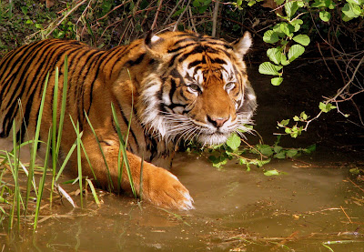 Tiger Hunting Wallpaper,stills,image,pic,picture,photo,hd wallpapers,3d wallpapers,wide screen wallpapers,free desktop wallpapers,high defination wallpapers,high quality wallpapers,hq wallpapers