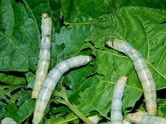 Mulbery silkworm